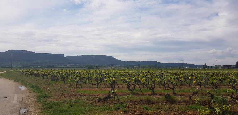Weinrebe Chusclan