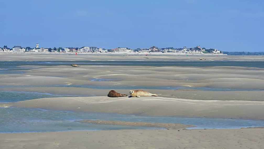 Robben Plage Hourdel