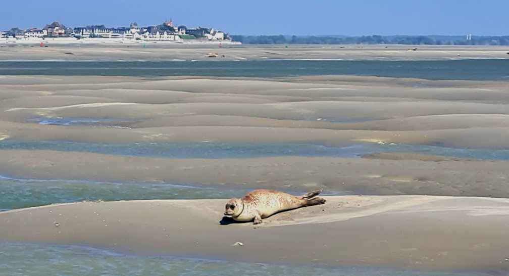 Robben Strand Hourdel