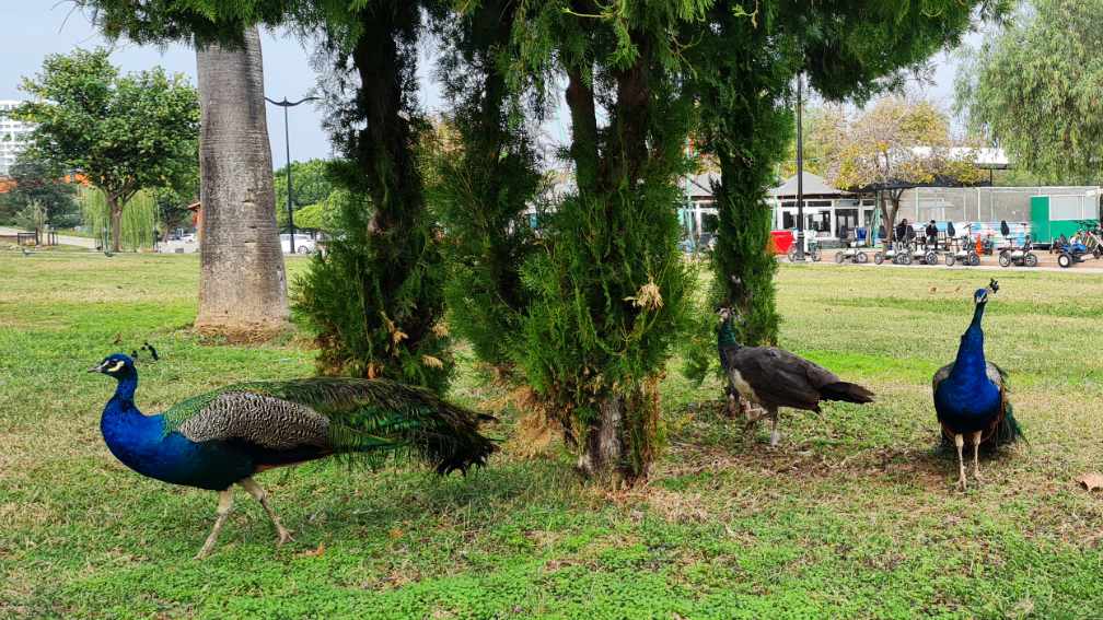 Pfau Pfauen im Park